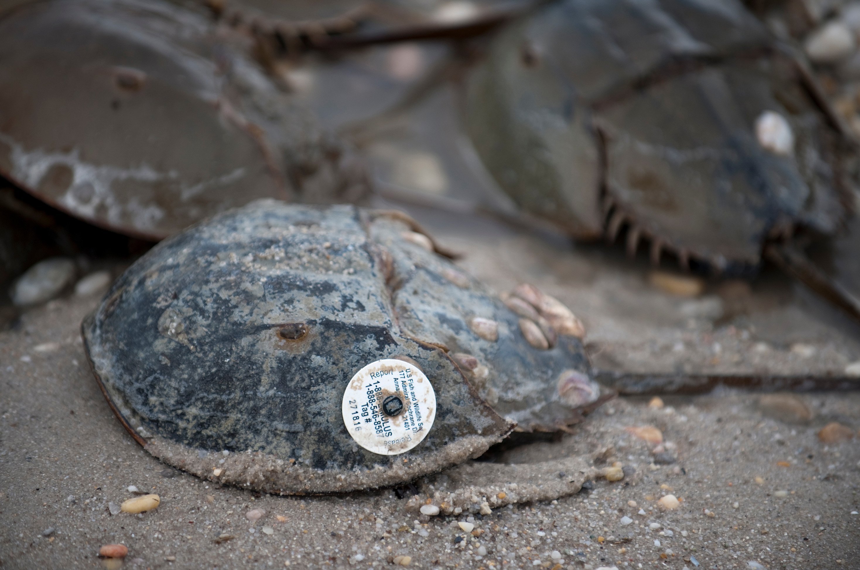 U.S. Fish and Wildlife Service decides later this year whether to list the red knot as a threatened or endangered species. Red knots, elite athletes of the bird world, stop briefly in Delaware Bay in the spring when horseshoe crabs lay eggs. Each year in May as the red knots fuel up on horseshoe crab eggs, scientists and volunteer bird watchers from around the world also flock to Delaware Bay to count and tag red knots and other shore birds. A tagged horseshoe crab sits on the edge of the water with other spawning crabs at Pickering Beach, Delaware, May 15, 2013. (Mary F. Calvert/Tribune News Service via Getty Images)