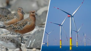 A red knot shorebird and off-shore wind turbines