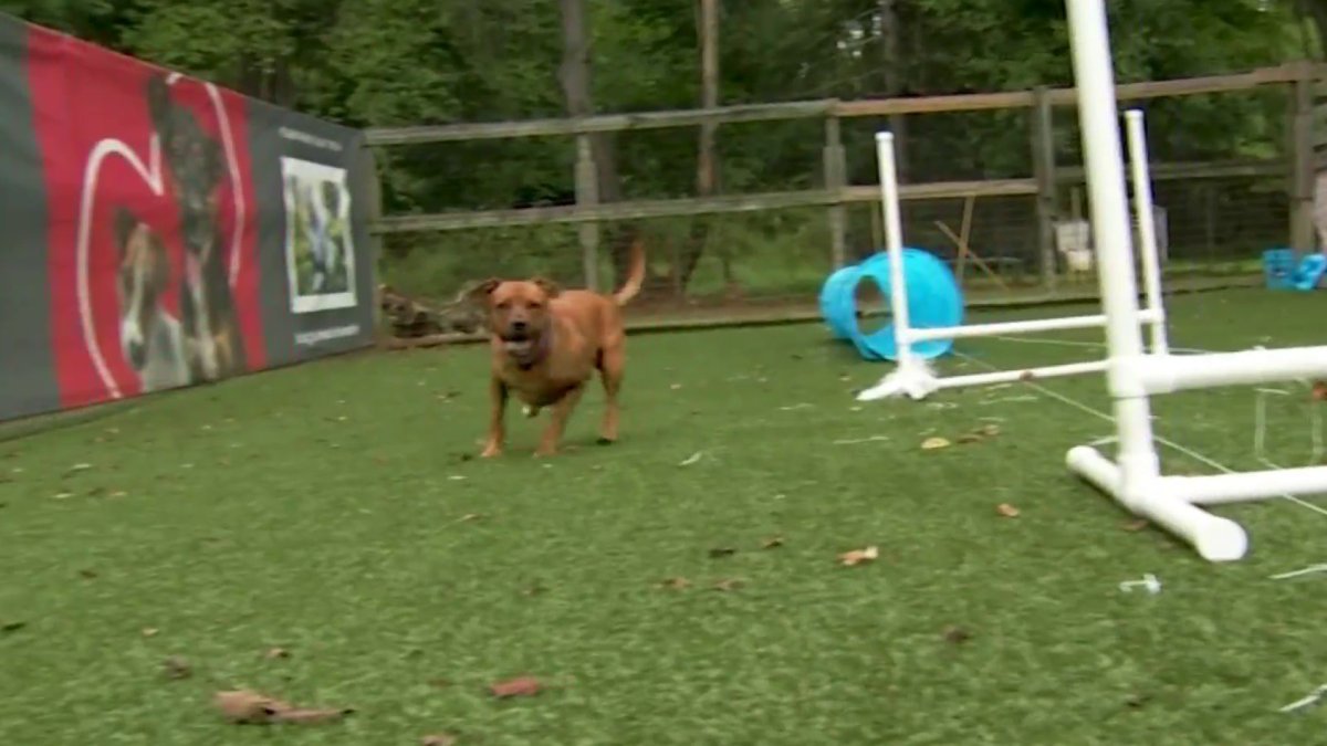 Doggie Games Show Off Some of the Pets Up for Adoption at Brandywine