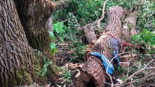 This photo shows an oak tree that fell and pinned Jonathan Ceplecha for four days as he was cutting it