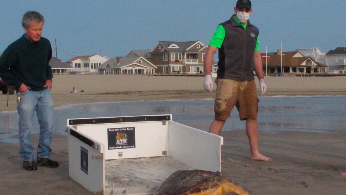 Once Near Death, Sea Turtles Rescued in NJ Released Back Into the Ocean ...