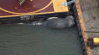 Dead whale in water near Brigantine, New Jersey