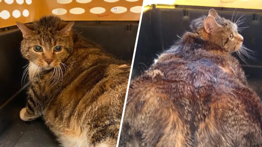 Fat Cat Looking For Loving Home