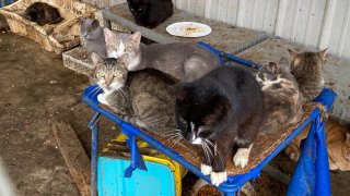 Several cats are shown sitting in squalid conditions