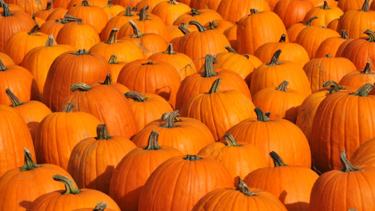 11 National Pumpkin Day deals that'll make you say 'oh my gourd' – NBC10 Philadelphia - Vimarsana News
