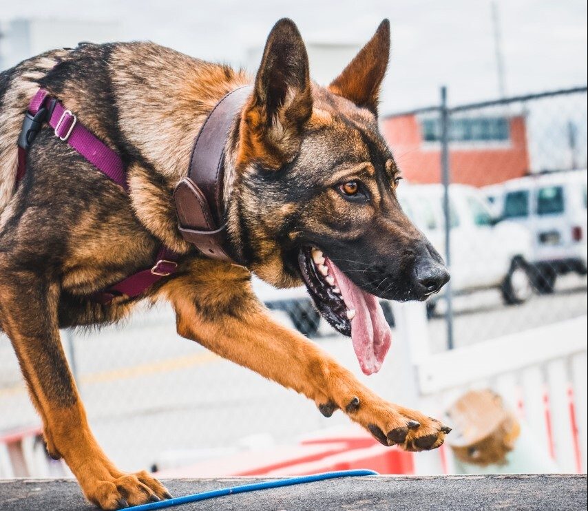 Lucky, a German Shepherd, will be the Pennsylvania Department of Agriculture's first Spotted Lanternfly scent detection dog.