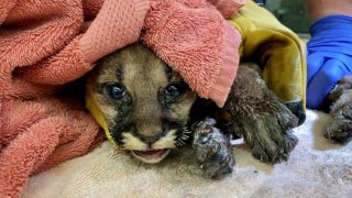 A mountain lion cub