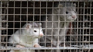 In this Oct. 9, 2020, file photo, Minks are seen at a farm in Gjol, northern Denmark.