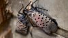 Pennsylvania Wants You to Stop the Spotted Lanternfly Before It Hatches