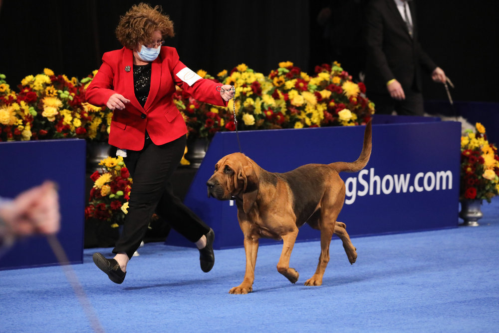 Cavalier King Charles Spaniel, 2023 National Dog Show, Toy Group - NBC  Sports