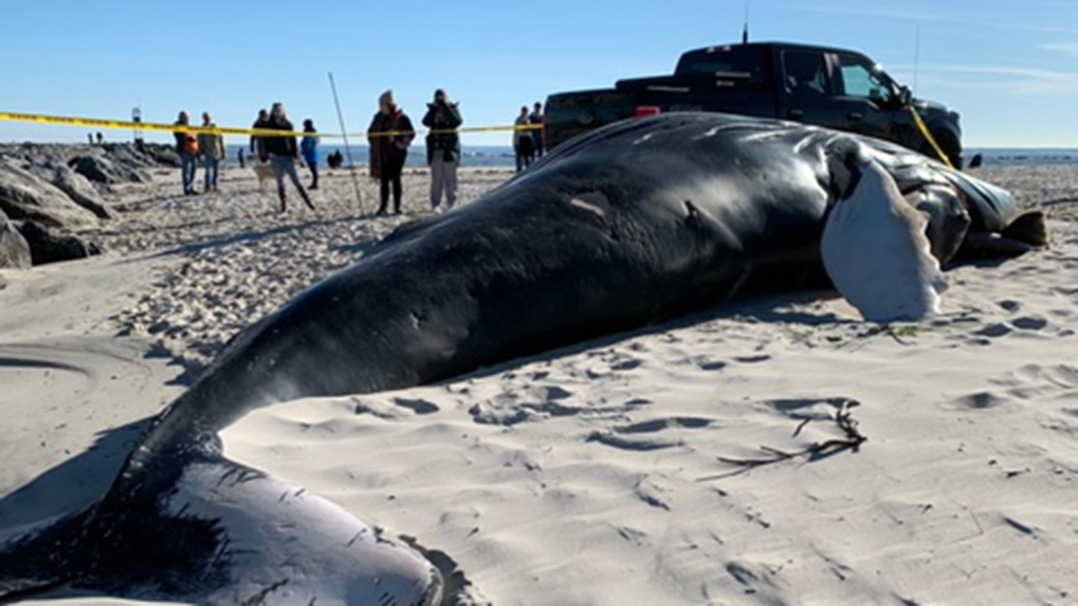 What happens to dead whales?