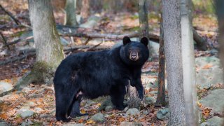 A black bear in the woods.
