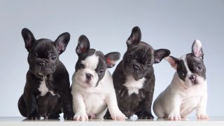 Four baby french bulldogs