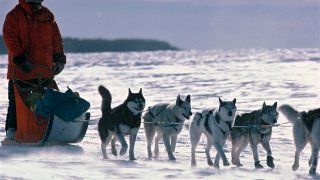 The Iditarod Sled Dog Race In Alaska, United States -