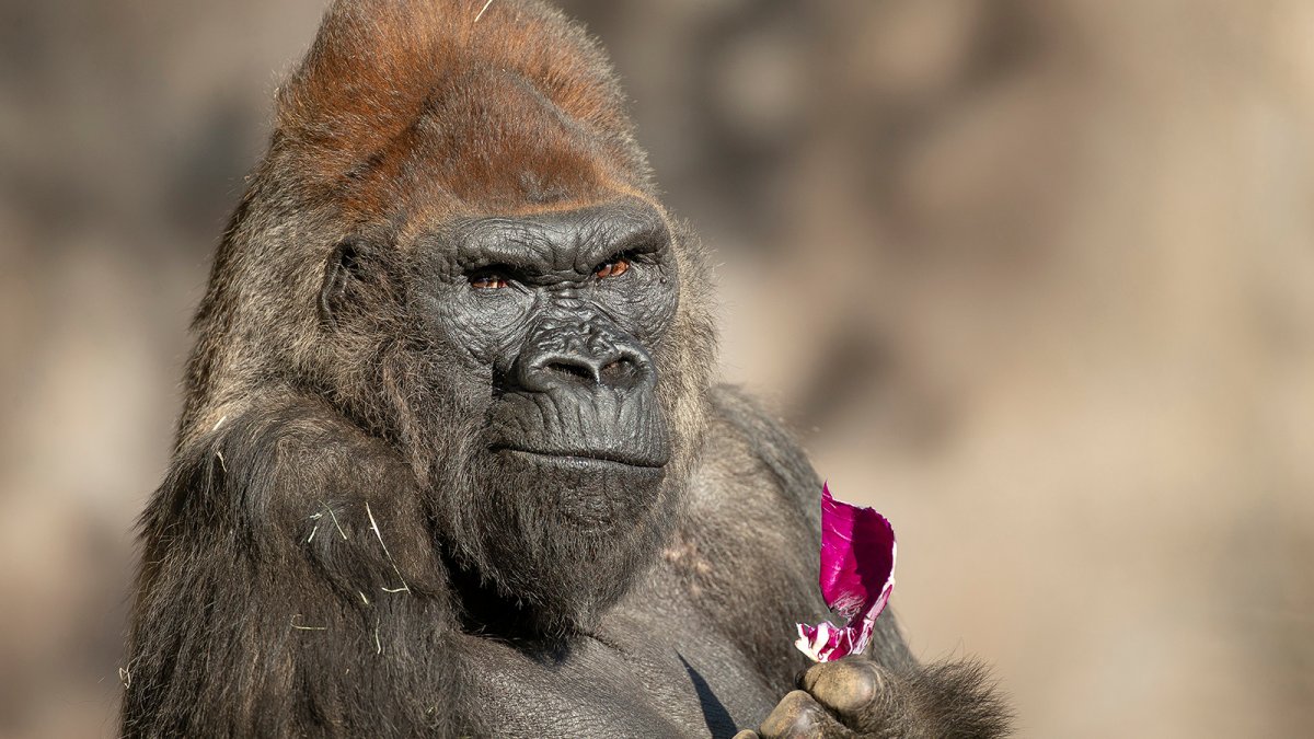 San Diego Zoo Safari Park Gorilla Troop Make Full Recovery From COVID