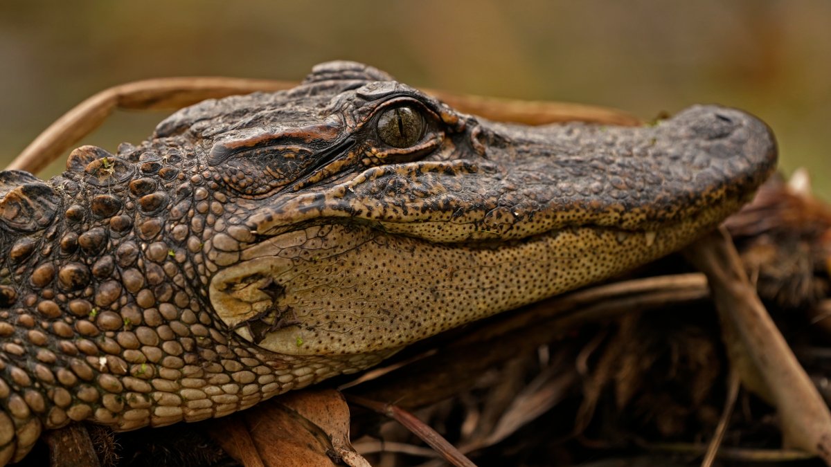 Alligator Found Roaming in PA River NBC10 Philadelphia