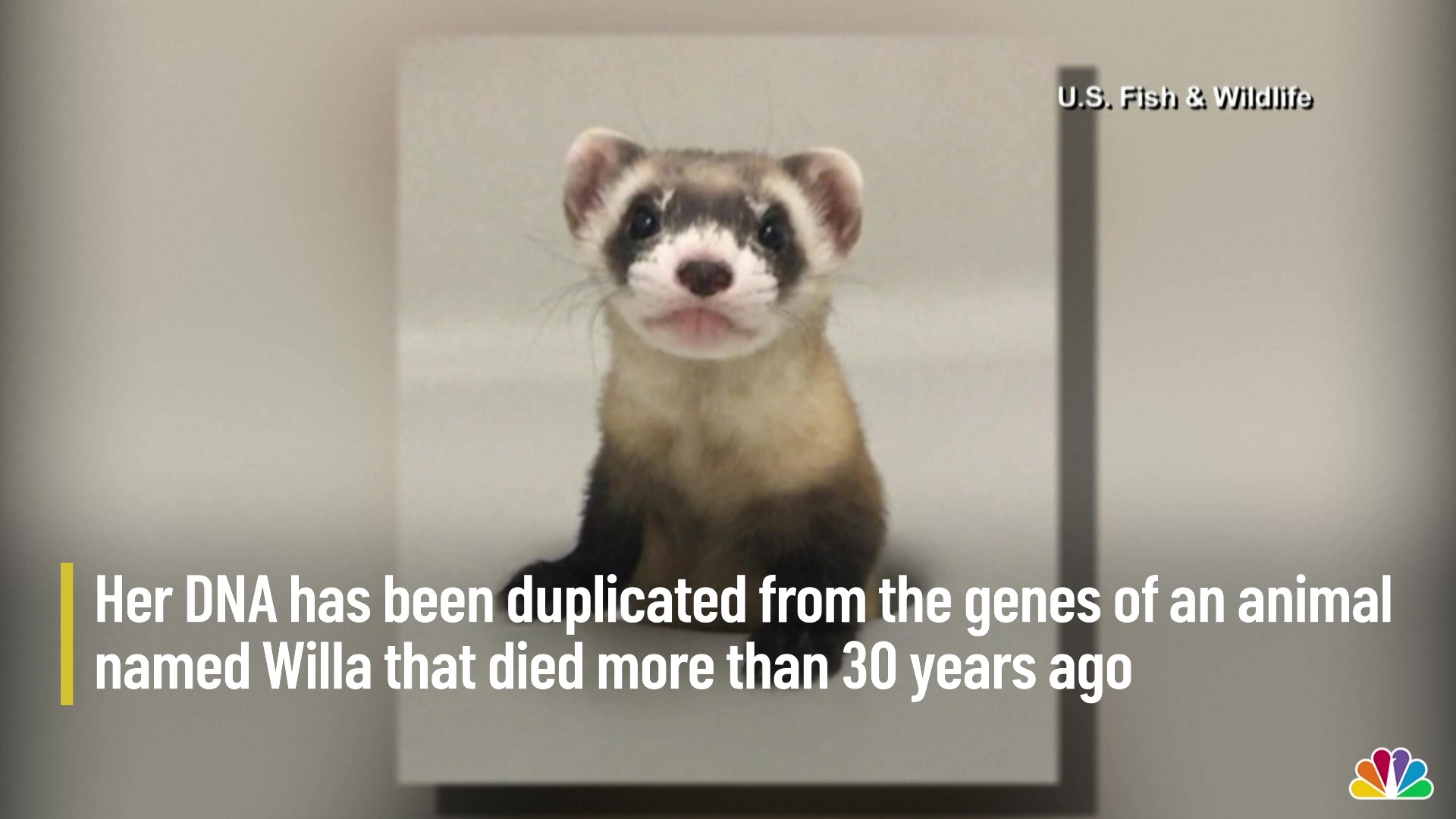 Endangered BlackFooted Ferret Cloned NBC10 Philadelphia