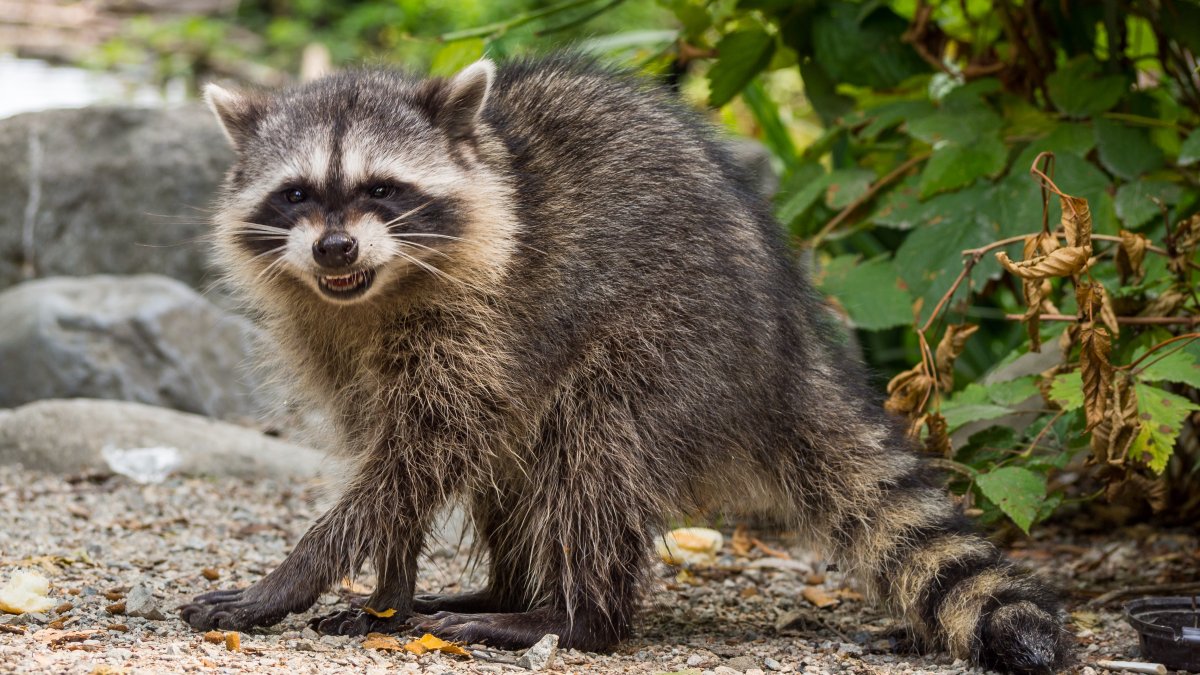 Charges Filed Against Woman Who Brought Raccoon to Bar – NBC10 Philadelphia - Vimarsana News