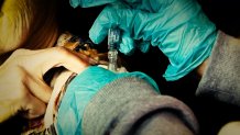 Gloved hands inject a vaccine into a patient's shoulder as the patient holds up her shirt sleeve.