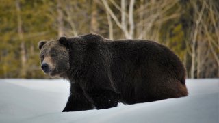 FILE - In this 2019 photo provided by the U.S. Fish and Wildlife Service is a grizzly bear