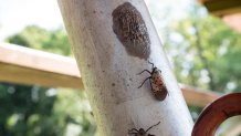 leg of metal table. 2 bugs - lanternflies - crawling on the pole toward the eggs