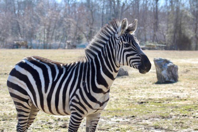 Cape May County Zoo's Lydia - a Grant's Zebra