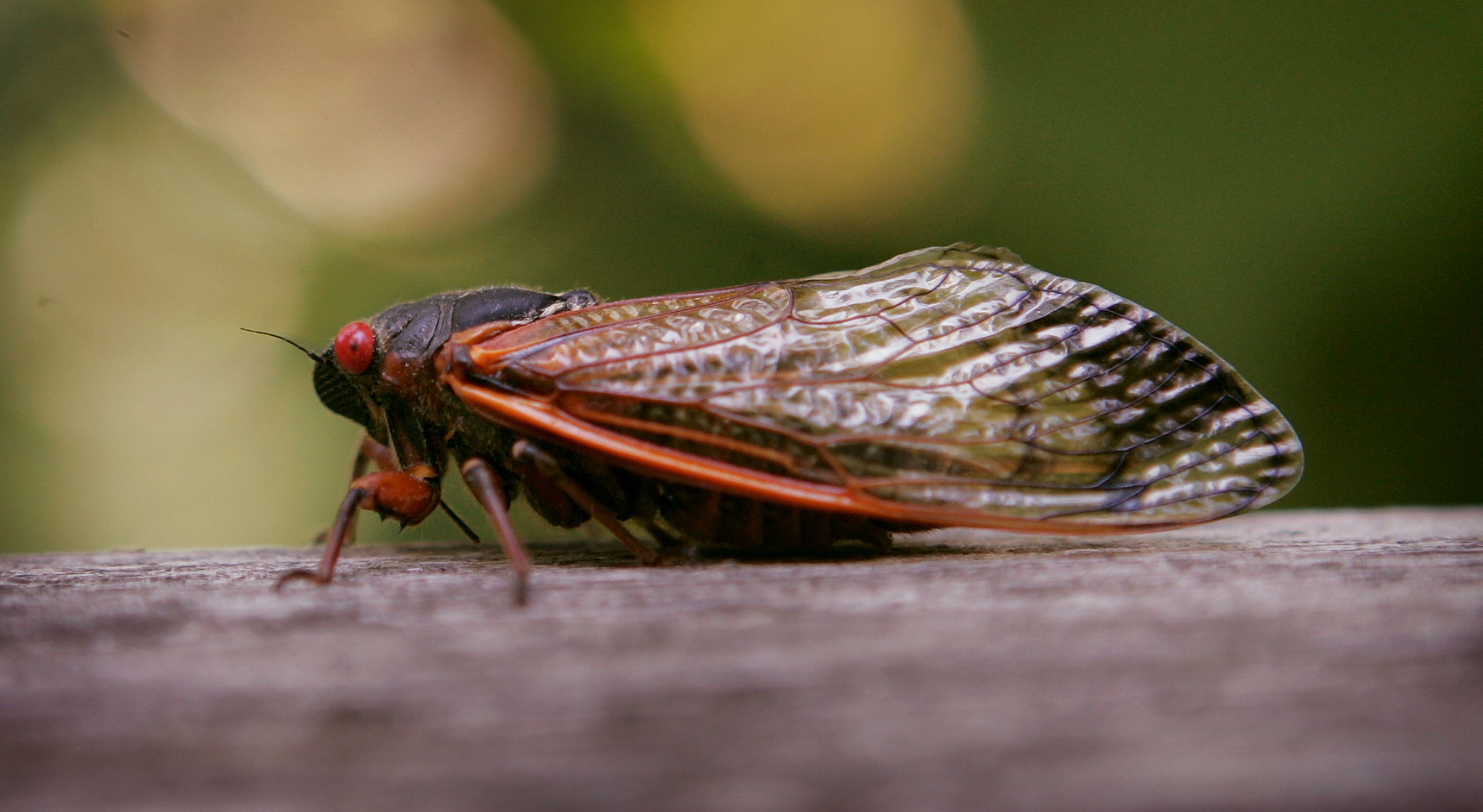 WILLOW SPRINGS, IL - JUNE 11:  A cicada sits on a fence at a forest preserve June 11, 2007 in Willow Springs, Illinois. The periodical cicadas are among the millions in the area that have emerged from the ground and taken to the trees during the past couple of weeks as part of their 17-year hatch cycle.  (Photo by Scott Olson/Getty Images)