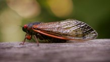 WILLOW SPRINGS, IL - JUNE 11: A cicada sits on a fence at a forest preserve June 11, 2007 in Willow Springs, Illinois. The periodical cicadas are among the millions in the area that have emerged from the ground and taken to the trees during the past couple of weeks as part of their 17-year hatch cycle. (Photo by Scott Olson/Getty Images)