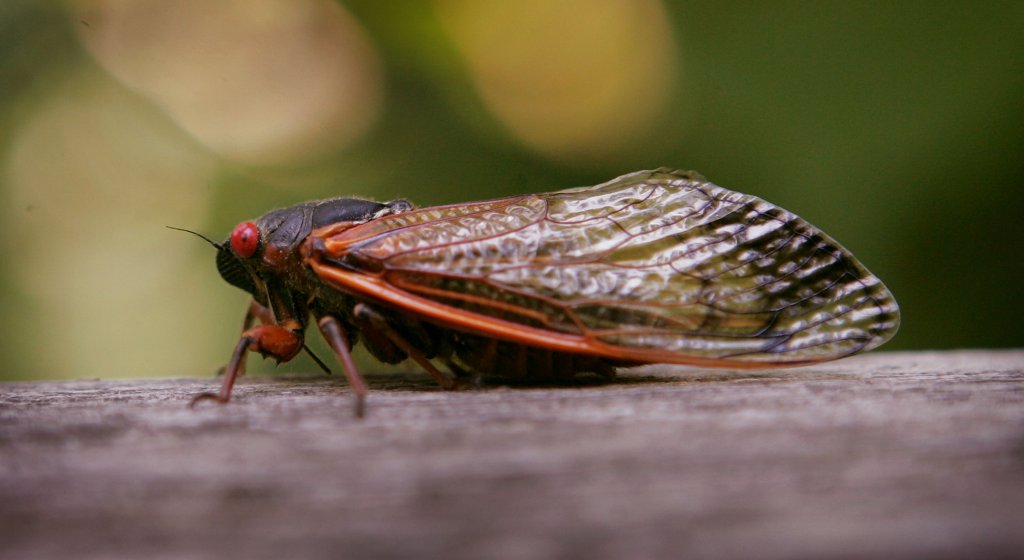 Cicada Brood X Emerging in Philadelphia, Pennsylvania Area: What to Expect  – NBC10 Philadelphia