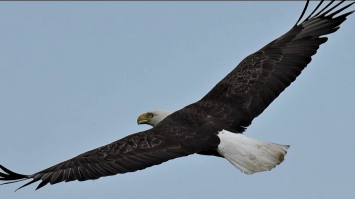 Population of Bald Eagles Growing Within Past Decade, Report Shows