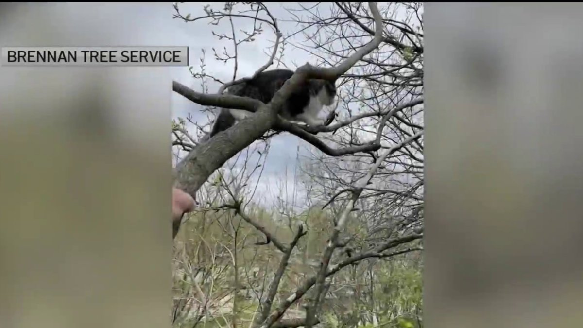 Cat Stuck in Philly Tree Safe and Sound After Being 5 Days Stuck
