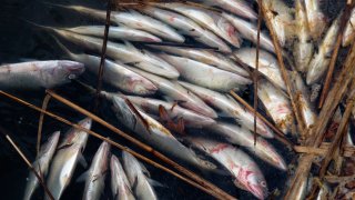 Dead menhaden fish floating in the Navesink River in Red Bank, New Jersey, April 2, 2021. New Jersey's Department of Environmental Protection believe a species of the Vibrio bacteria is responsible for this and other recent fish kills in the state since November.