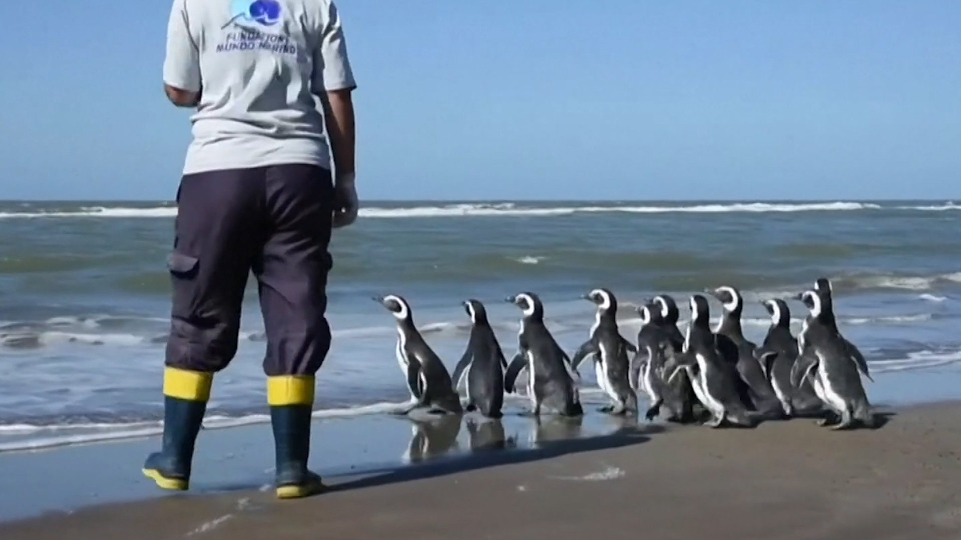 What Are the Names of the Blue Penguin Babies at NJ's Adventure