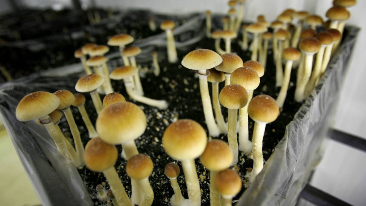 Mushrooms, Ecstasy and Other Psychedelics Could Become Legal in California – NBC10 Philadelphia - Vimarsana News