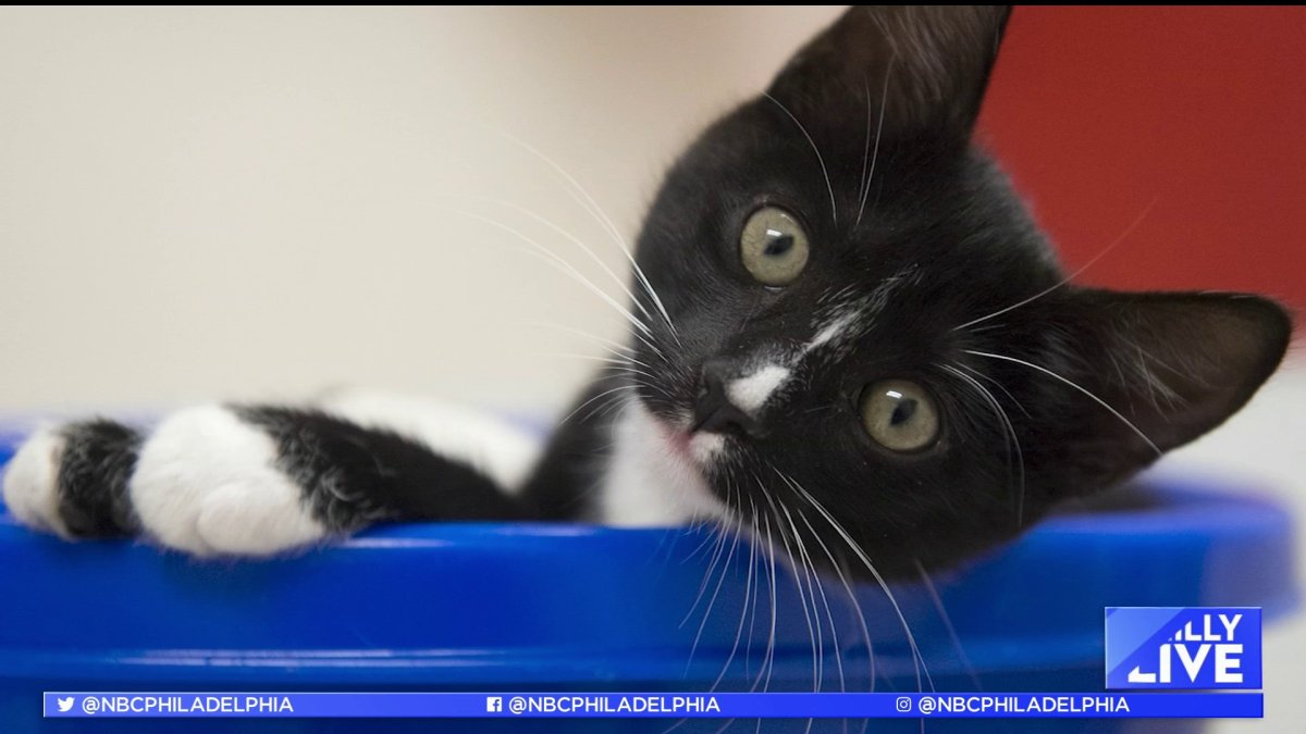 You Can Help Animal Shelters Take Care of Cats During Kitten Season