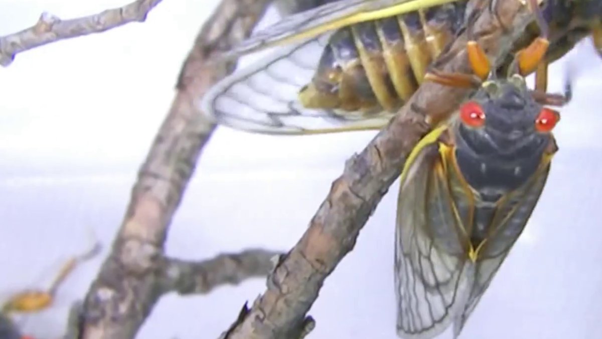 The Cicadas Are Coming to NJ, Delaware, Pennsylvania What Might You See (and Hear)? NBC10