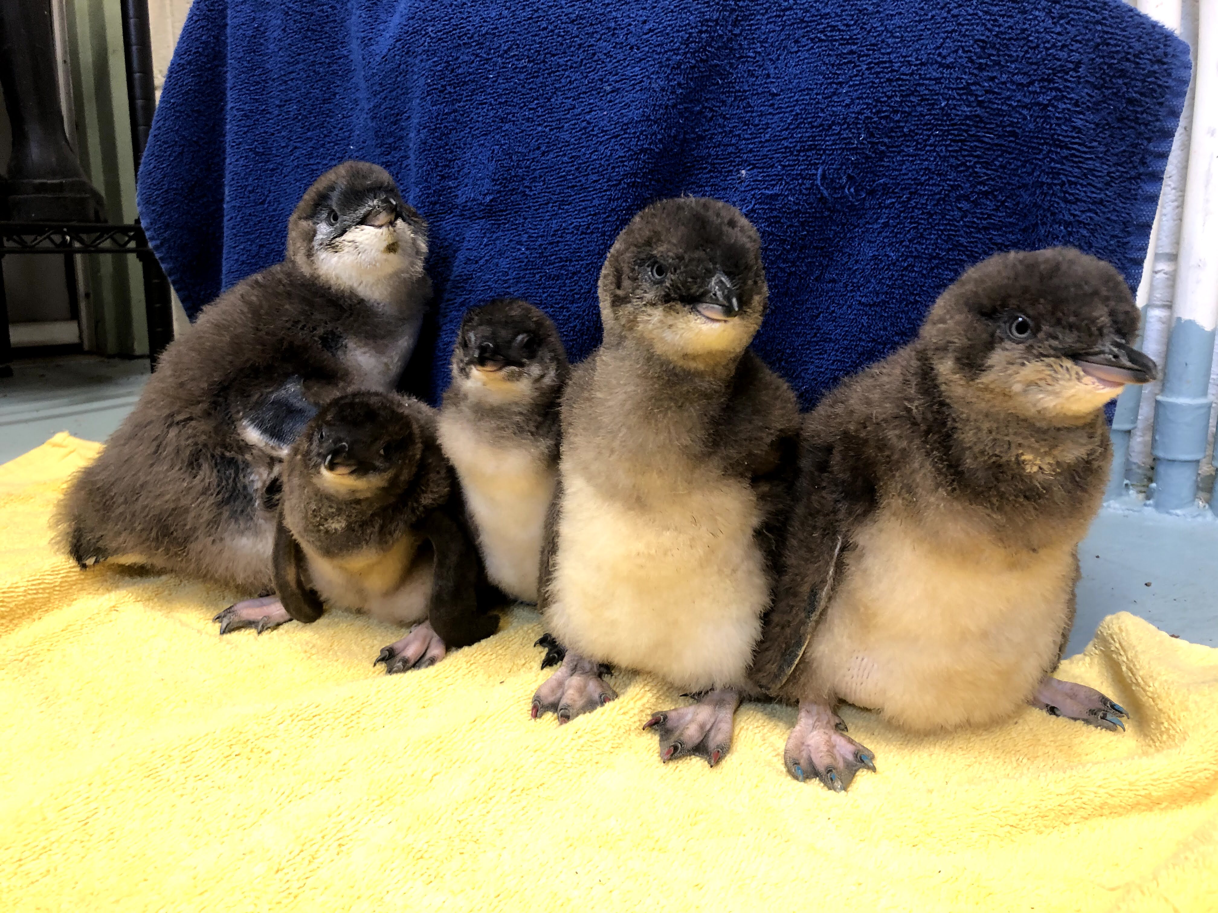What Are the Names of the Blue Penguin Babies at NJ's Adventure Aquarium? –  NBC10 Philadelphia