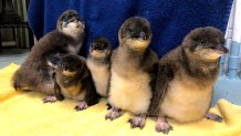 Five baby blue penguin chicks at Adventure Aquarium