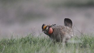 A male lesser prairie chicken displays on an Edwards County, Kansas lek April 18, 2014. For centuries, they've gathered daily in the same places for up to three months hoping to impress a female. The federal government designates the lesser prairie-chicken as threatened, prompting praise from environmentalists and threats of defiance from lawmakers, land owners and businesses in the bird's five-state habitat.