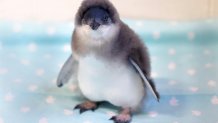 A blue penguin chick