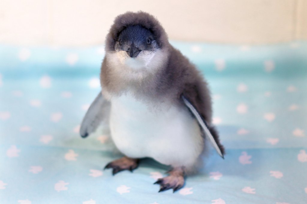 Cuteness Alert - Rescued Blue Penguin Chick