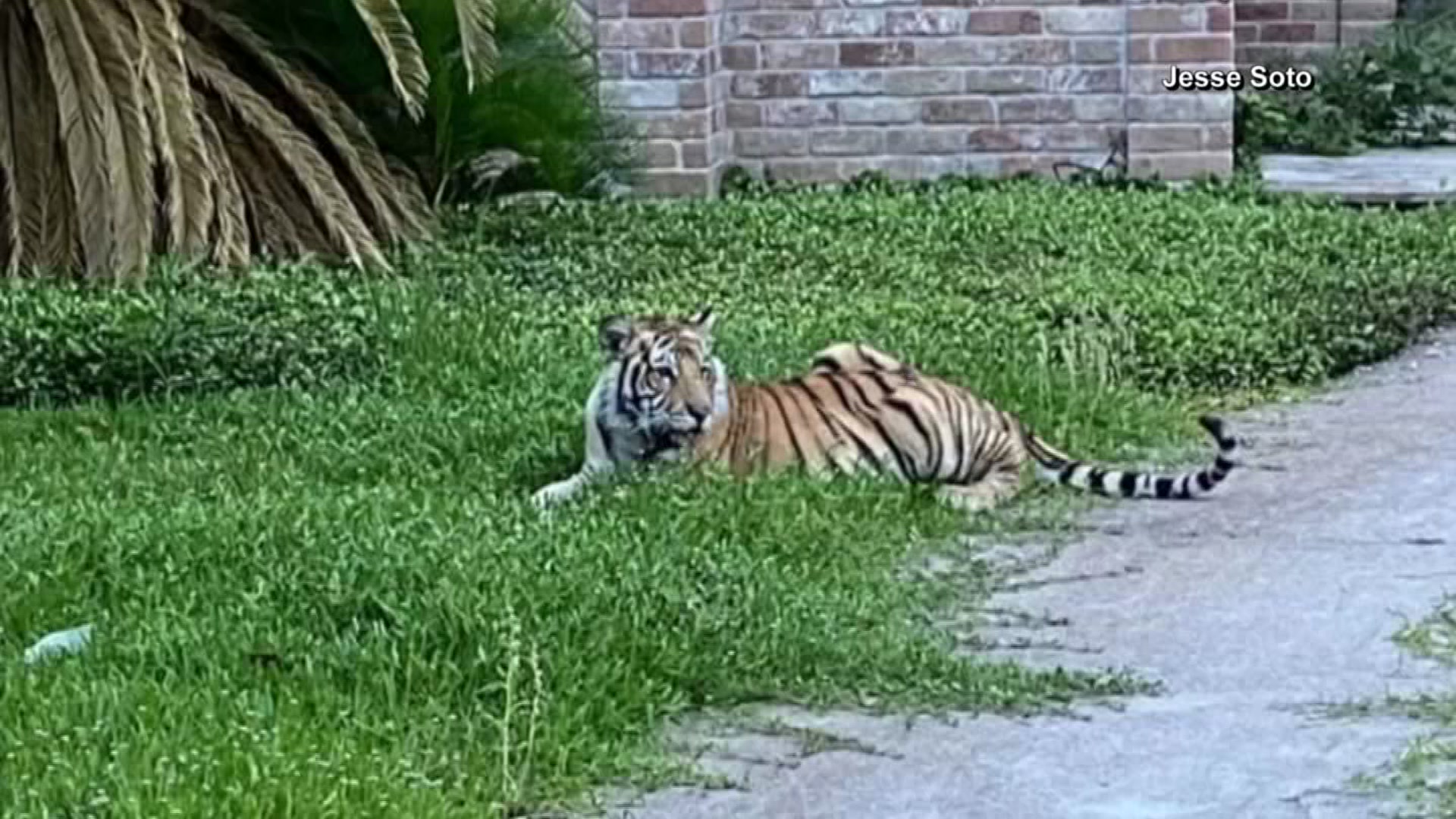 Owner Arrested After Tiger Seen Running Free in Texas Neighborhood