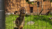 Southern Pudu in zoo exhibit