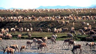 FILE - In this undated file photo provided by the U.S. Fish and Wildlife Service, caribou from the Porcupine caribou herd migrate onto the coastal plain of the Arctic National Wildlife Refuge in northeast Alaska. The U.S. government held its first-ever oil and gas lease sale Wednesday, Jan. 6, 2021 for Alaska's Arctic National Wildlife Refuge, an event critics labeled as a bust with major oil companies staying on the sidelines and a state corporation emerging as the main bidder.