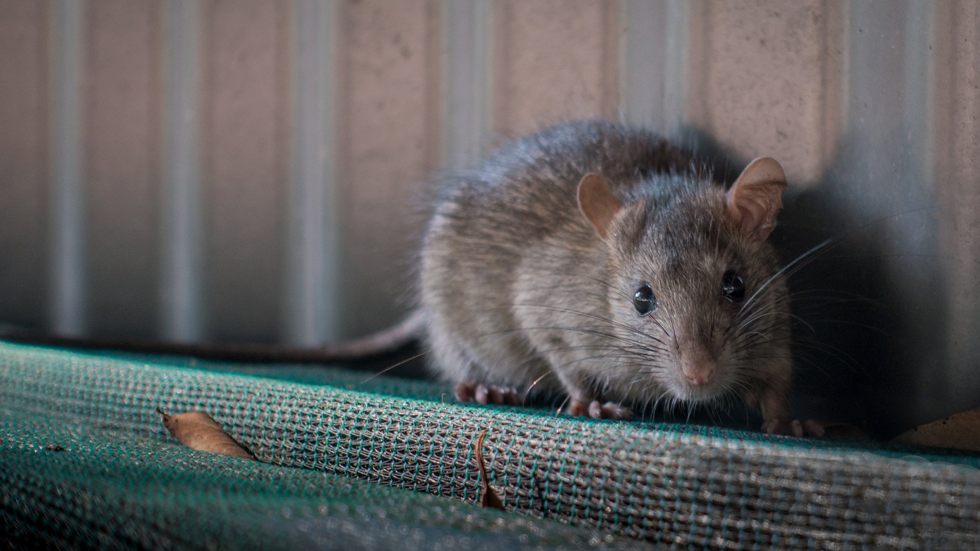 Philadelphia ranks among top 3 U.S. cities for rat problems, new report says