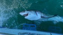 Jersey Shore fishermen have 'once in a lifetime' encounter with Great White  Shark - Good Morning America