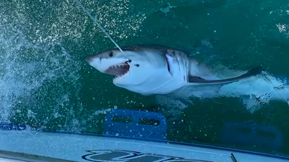A 10' Great White breeched directly in front of me while surfing #sand, Great White Shark