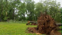 Downed tree in West Chester, Pennsylvania.