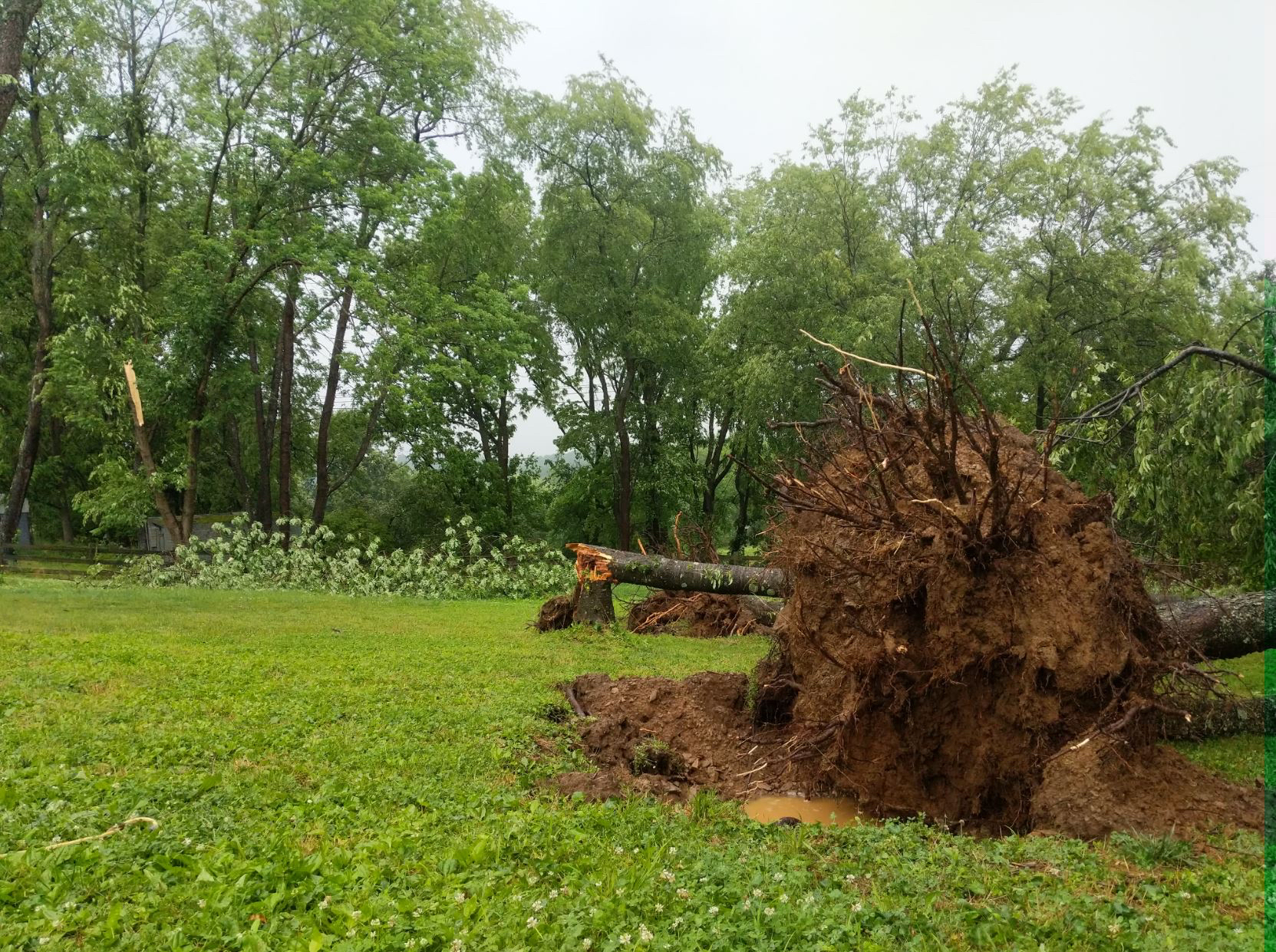 Downed tree in West Chester, Pennsylvania.