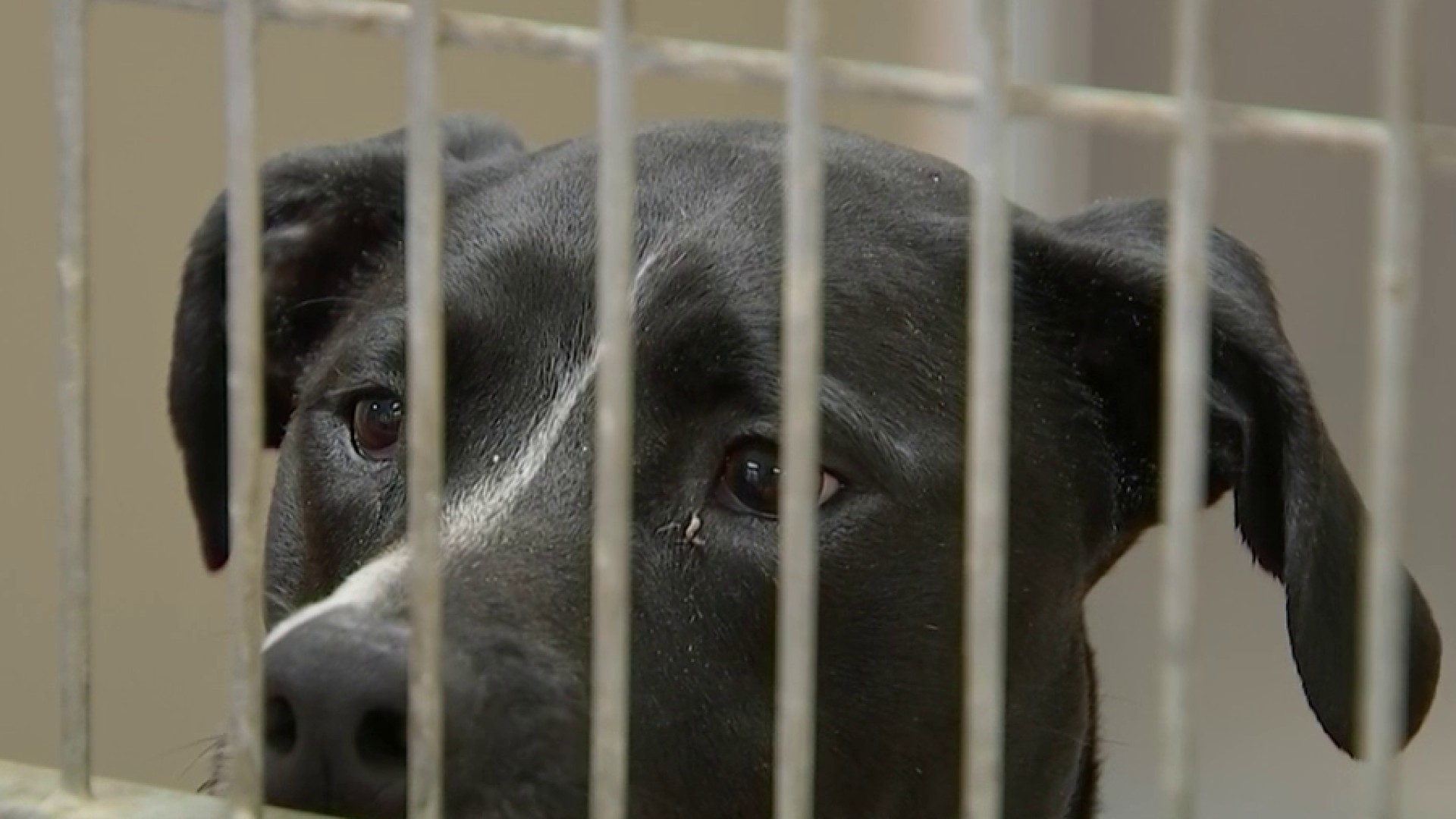 Philadelphia Animal Shelter Struggling to Find Foster Homes for Dogs, Cats  – NBC10 Philadelphia